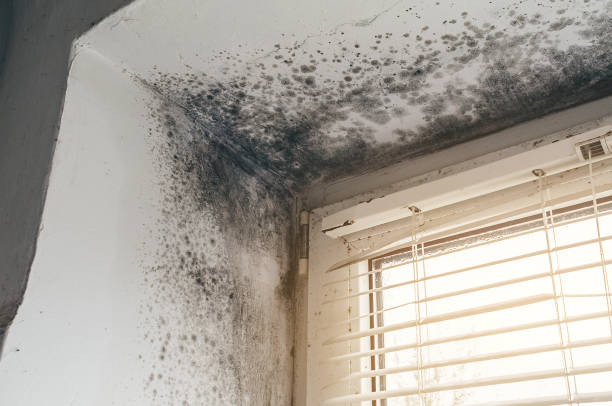 Affordable Mold Inspection And Testing solutions in Williamstown, NJ